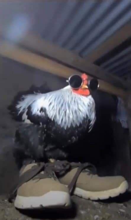 Galo de Sapato Rap Gang - CM no Prato 2030